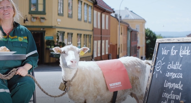 Норвегия взе за екскурзоводи 5 овце – и те са страхотни!