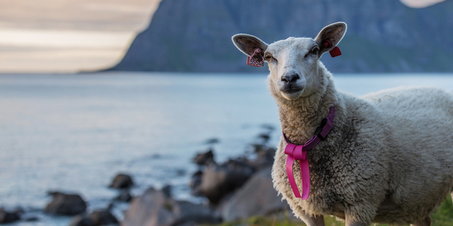 Норвегия взе за екскурзоводи 5 овце – и те са страхотни!