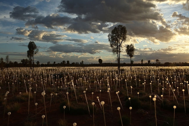 Пустинята в Австралия, огряна от 50 000 светещи цветя