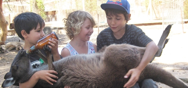 Къде можеш да гушкаш коала и да храниш кенгурче