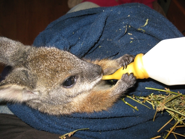 Къде можеш да гушкаш коала и да храниш кенгурче