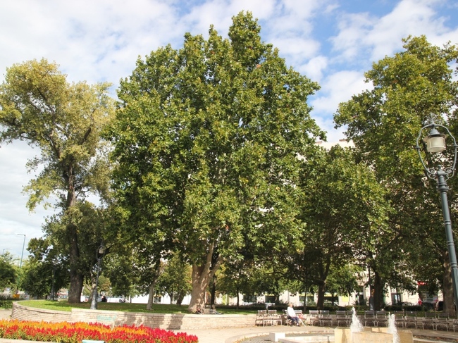 България се бори в конкурса Европейско дърво на годината