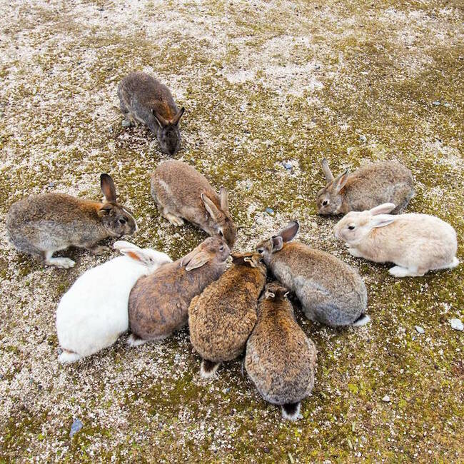 Островът за гушкане на зайчета