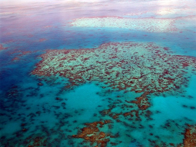 Австралия ще плаща за идеи за спасяване на Големия бариерен риф