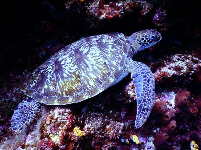 Австралия ще плаща за идеи за спасяване на Големия бариерен риф
