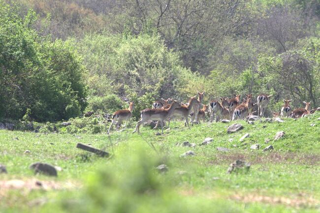 Повече от 50 елени лопатари бяха освободени край Маджарово