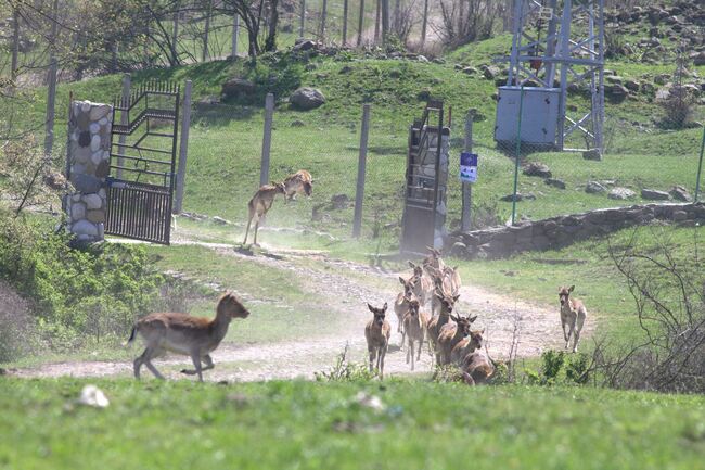 Повече от 50 елени лопатари бяха освободени край Маджарово