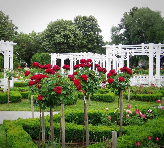 Градът на розите в Румъния и приказната му градина