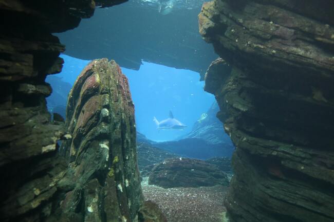 Океанариумът в Лисабон - най-добрият аквариум в света