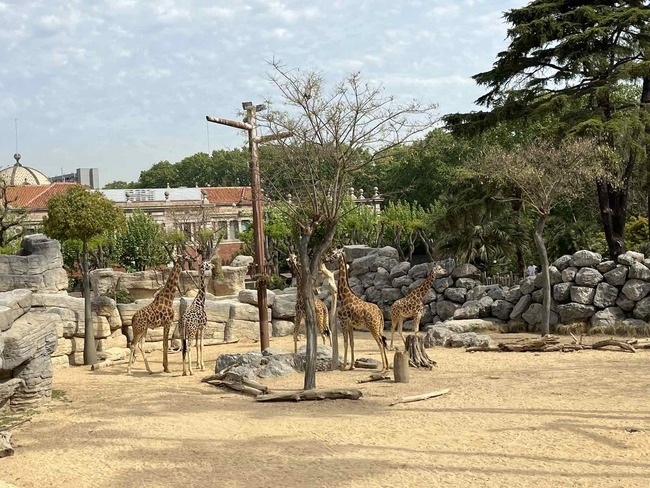 Зоопаркът на Барселона - защо си струва да го посетите
