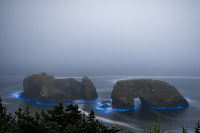 Хипнотизиращо синьо биолуминесцентно сияние край бреговете на Орегон