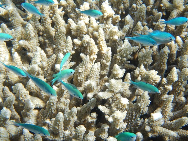 30 факта за Големия бариерен риф
