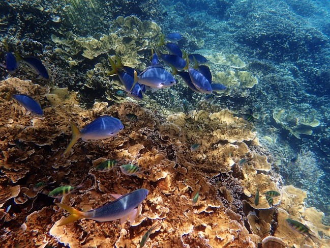 30 факта за Големия бариерен риф