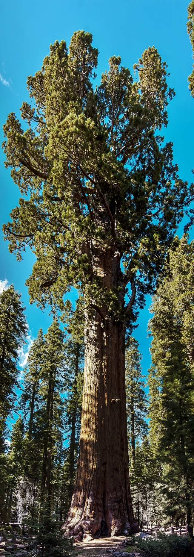 Запознайте се с най-голямото дърво в света – Генерал Шърман
