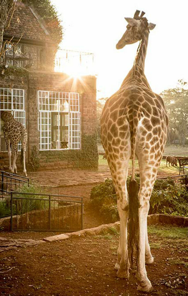 На хотел в компанията на... жирафи