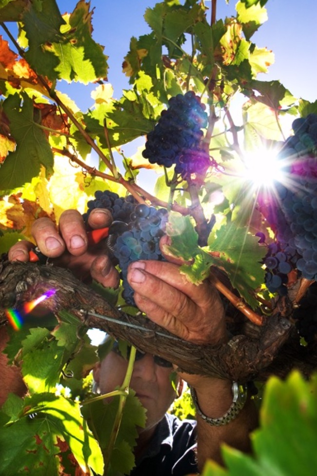 Българка произвежда най-доброто вино в Австралия