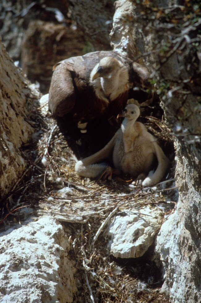 Вижте новоизлюпените белоглави лешояди в Източни Родопи