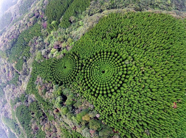 Мистериозната гора от концентрични кръгове в Япония
