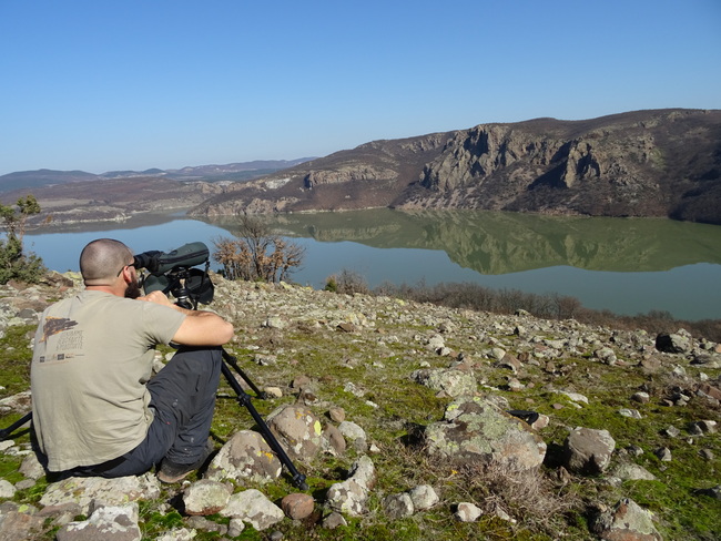 95 двойки белоглави лешояди са преброени по долината на река Арда