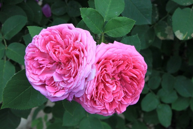 Музеят на розата в Казанлък разкрива тайните на маслодайното цвете