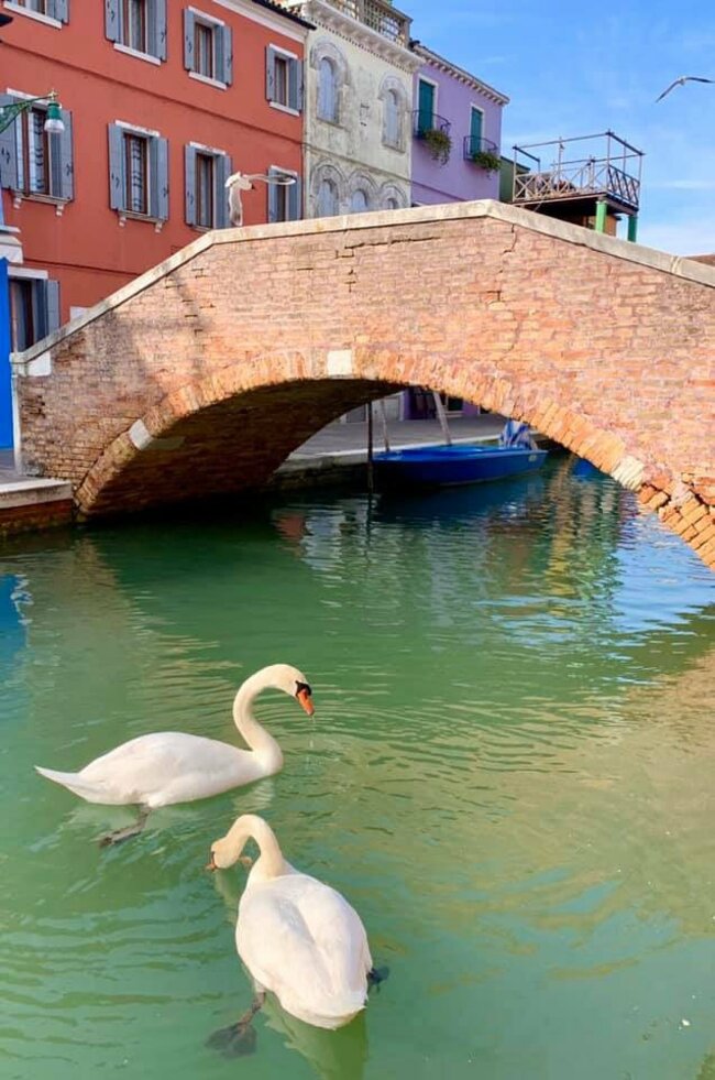 Лебеди и делфини се връщат в каналите на Венеция заради по-чистата вода и въздух