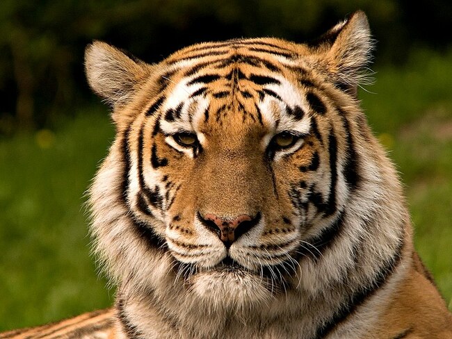 10 от най-застрашените от изчезване животни в света