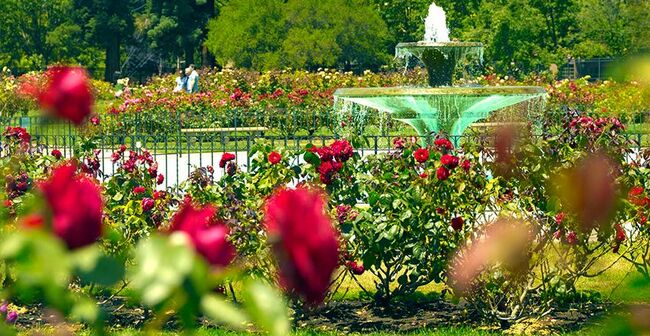 Направете ароматна разходка из най-добрите розови градини в САЩ