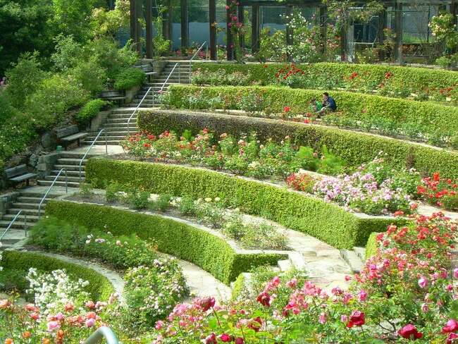 Направете ароматна разходка из най-добрите розови градини в САЩ