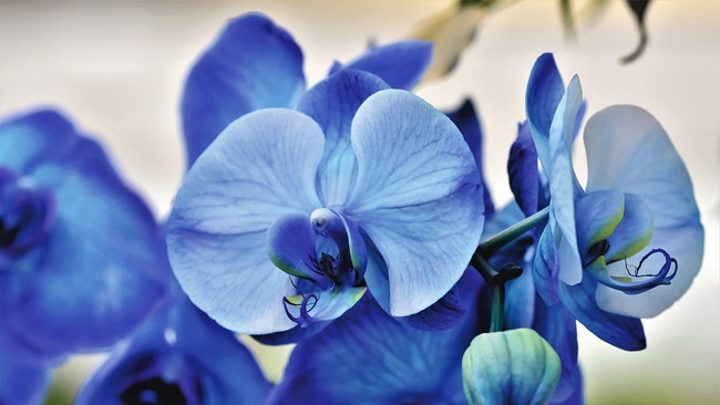 33 от най – интересните сини цветя