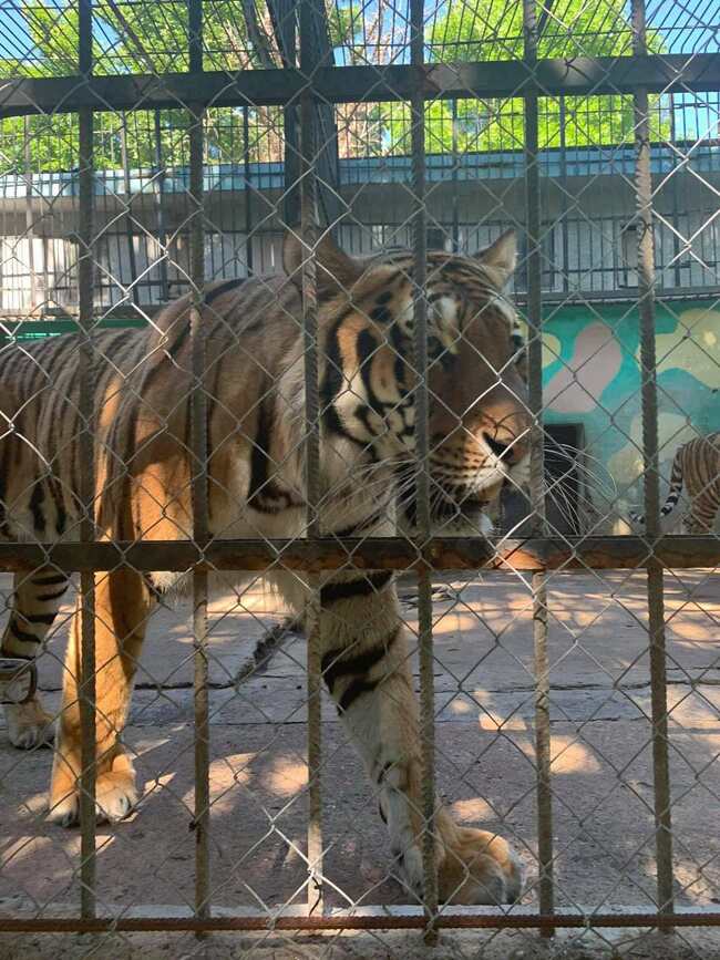 На среща с животните в Ловеч На среща с животните в Ловеч