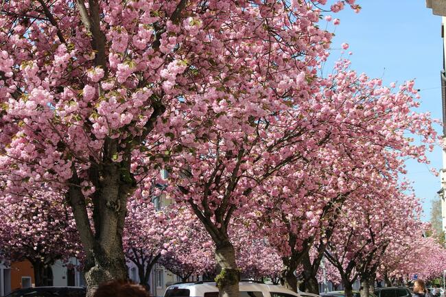 Cherry Blossom Avenue в Бон или една истинска розова магия!