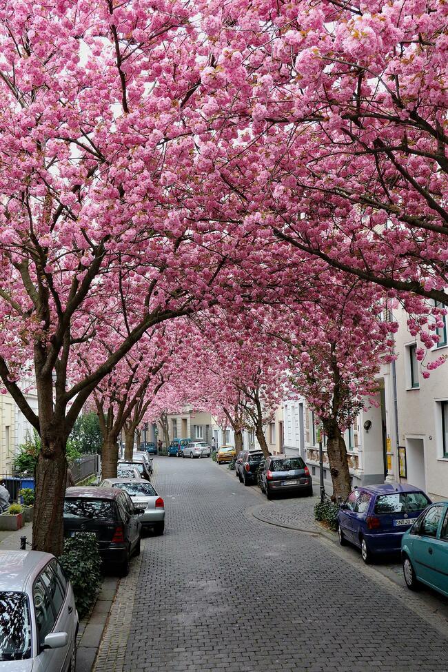 Cherry Blossom Avenue в Бон или една истинска розова магия! Cherry Blossom Avenue в Бон или една истинска розова магия!