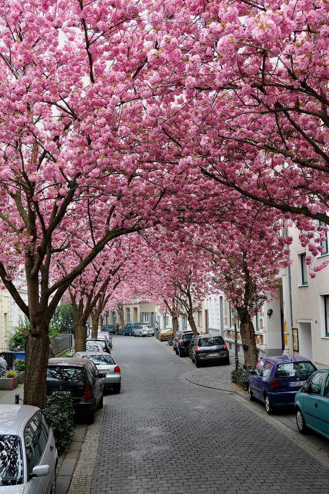 Cherry Blossom Avenue в Бон или една истинска розова магия!