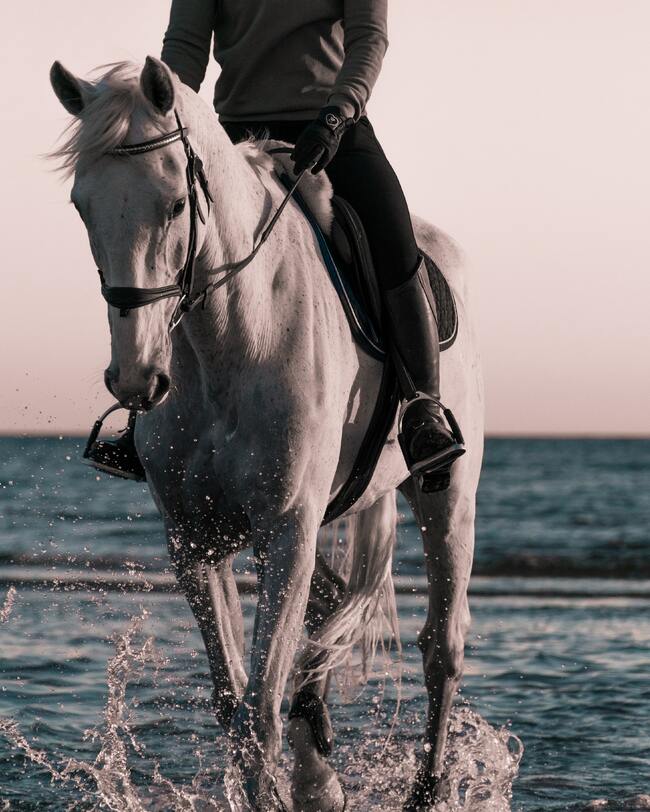 7 от най-добрите дестинации за конна езда