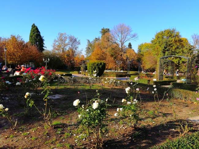 Идея за разходка в София – розариумът в Борисовата градина