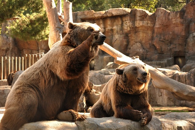 13 от най-големите зоологически градини в света