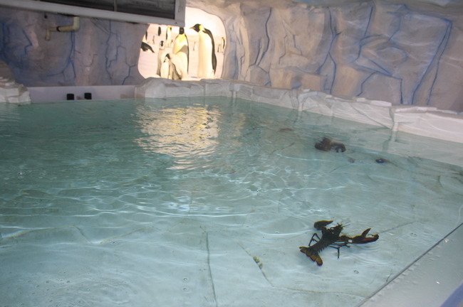 „Ледена епоха“ превзема Природонаучния музей: Откриват експозиция “Полюси“ и двудневен „Леден фестивал“