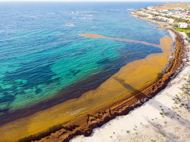 Какво знаете за Саргасово море?